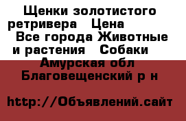 Щенки золотистого ретривера › Цена ­ 15 000 - Все города Животные и растения » Собаки   . Амурская обл.,Благовещенский р-н